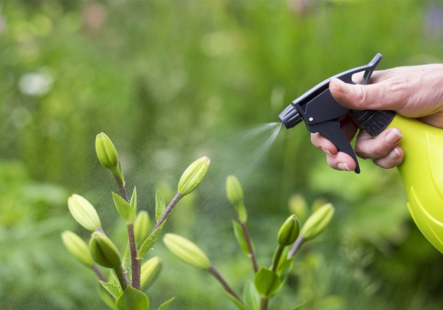 Como eliminar as “pragas” de jardins